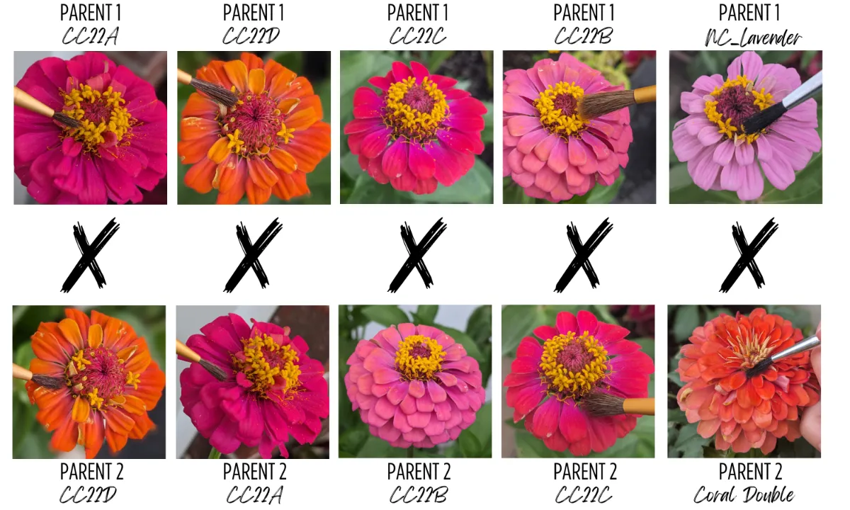 Zinnia Breeding Hybrid Tracker Chart